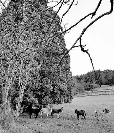 L'ange : Entre Monts Et Vallées Retournac