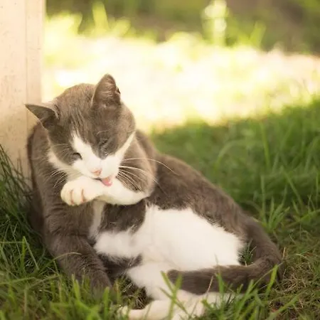 L'ange : Entre Monts Et Vallées Сasa de vacaciones Retournac